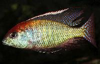 <i>Lethrinops</i> sp. 'red cap', Itungi