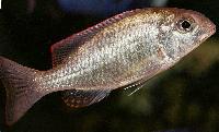 <i>Lethrinops</i> sp. 'red cap', Itungi