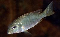 Lethrinops albus, Msaka