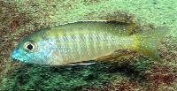 Lethrinops albus, Tsano