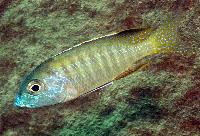 Lethriops albus, Tsano