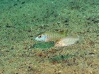 Lethrinops albus, Tsano
