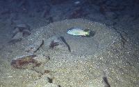 Tramitichromis brevis