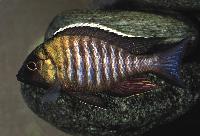 Lethrinops sp. 'micrentodon makokola', Makokola