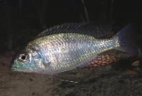 Lethrinops microstoma