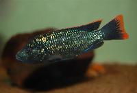 Oreochromis shiranus