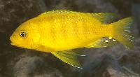 Petrotilapia flaviventris, Cobwe