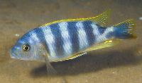 Petrotilapia sp. chitimba', Chitimba