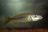 Ramphochromis sp. 'Chilingali'