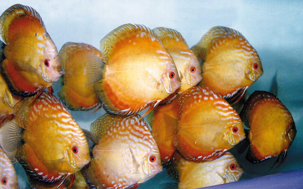 Symphysodon sp. "pigeon blood-golden"