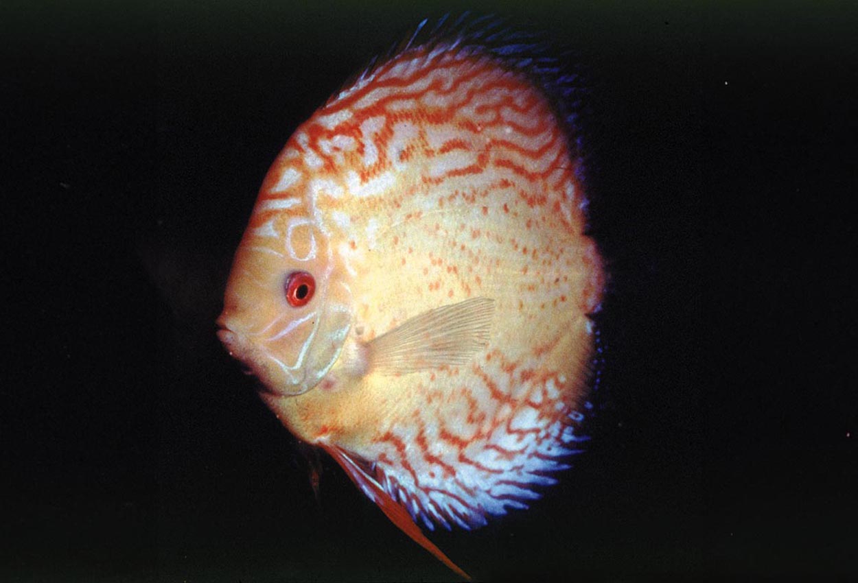 Stripet dueblod