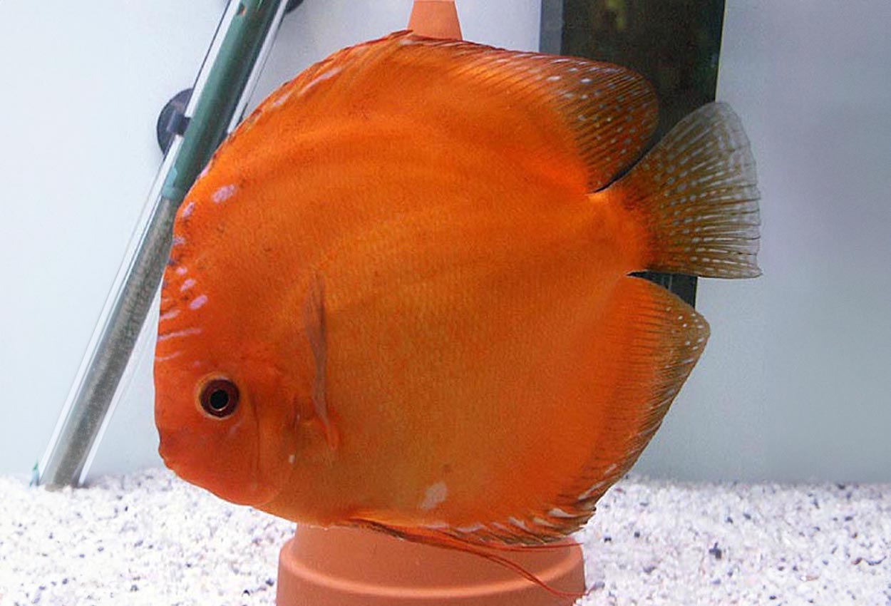 Solid brannrød