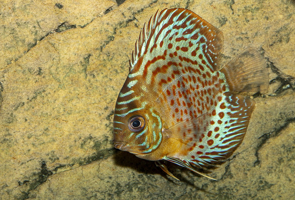 Diskus rød leopard