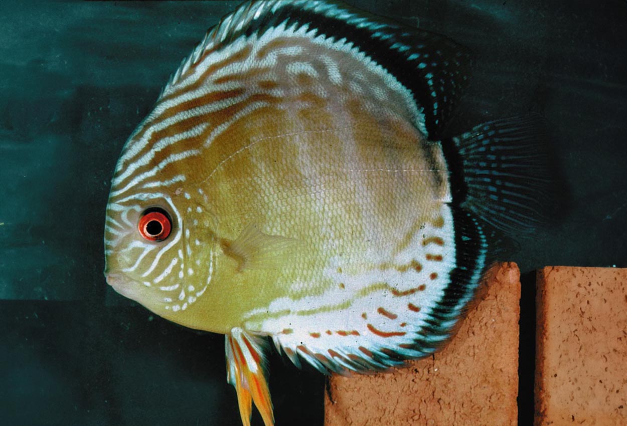 Tefe grønn