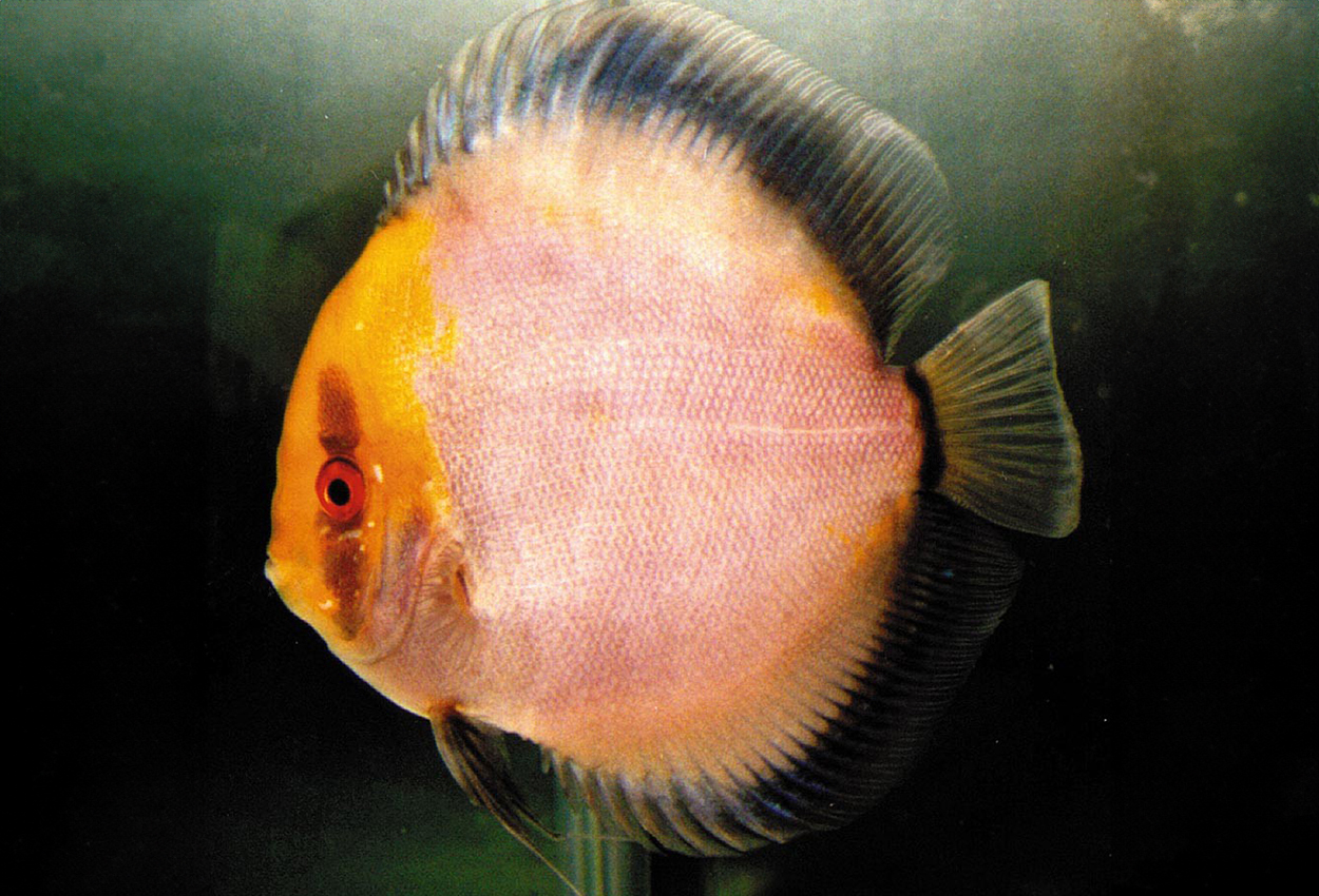 Gullhette spøkelse