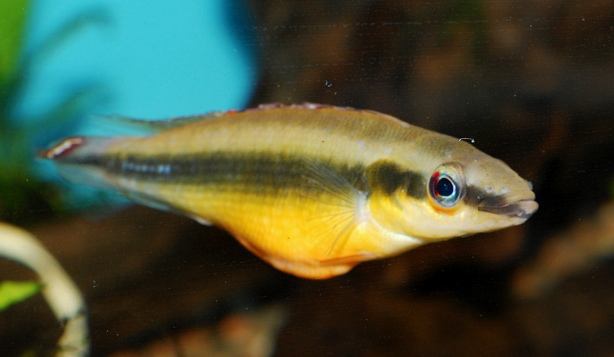 Crenicichla notophthalmus