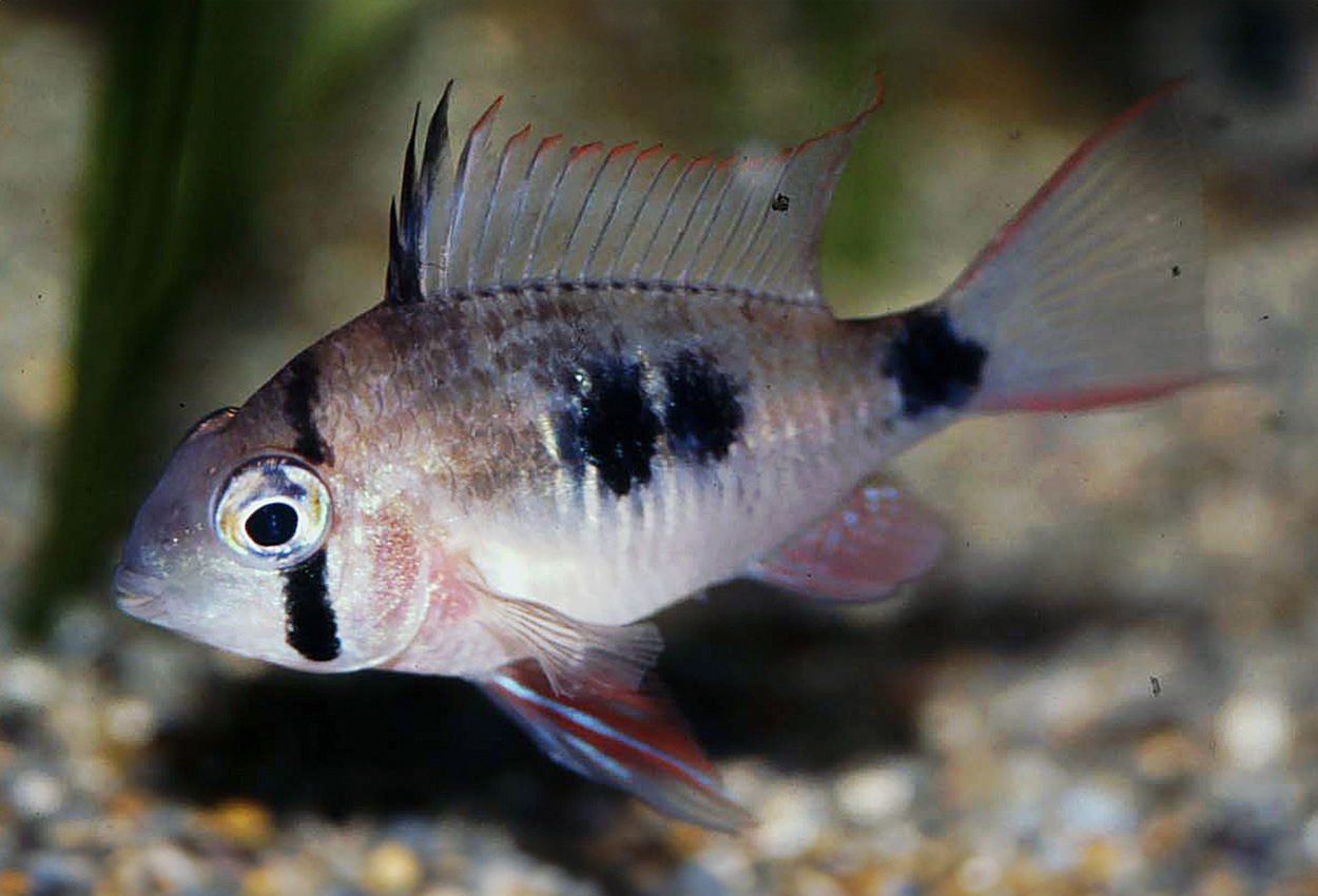 Double Spot sommerfugl ciklide