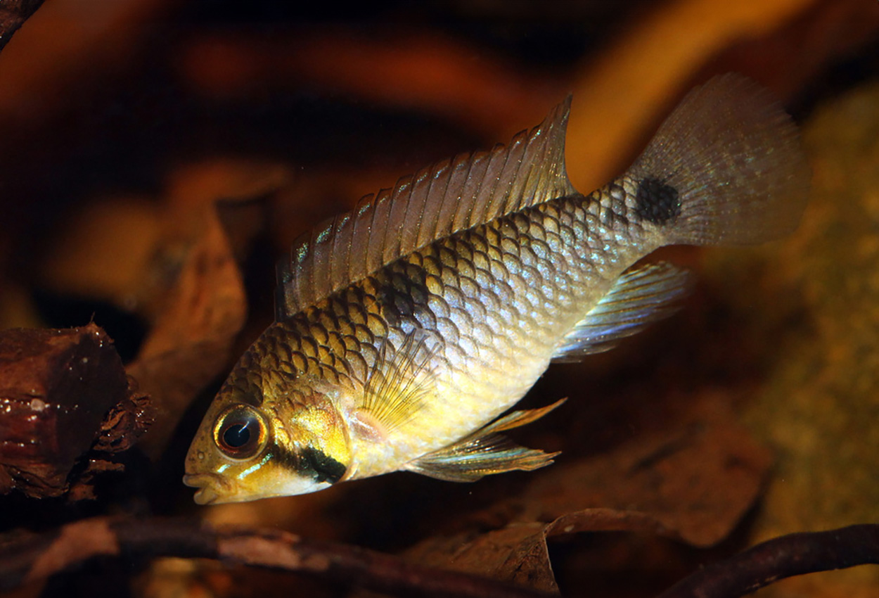 To-punkts apistogramma, A130, A131, A132