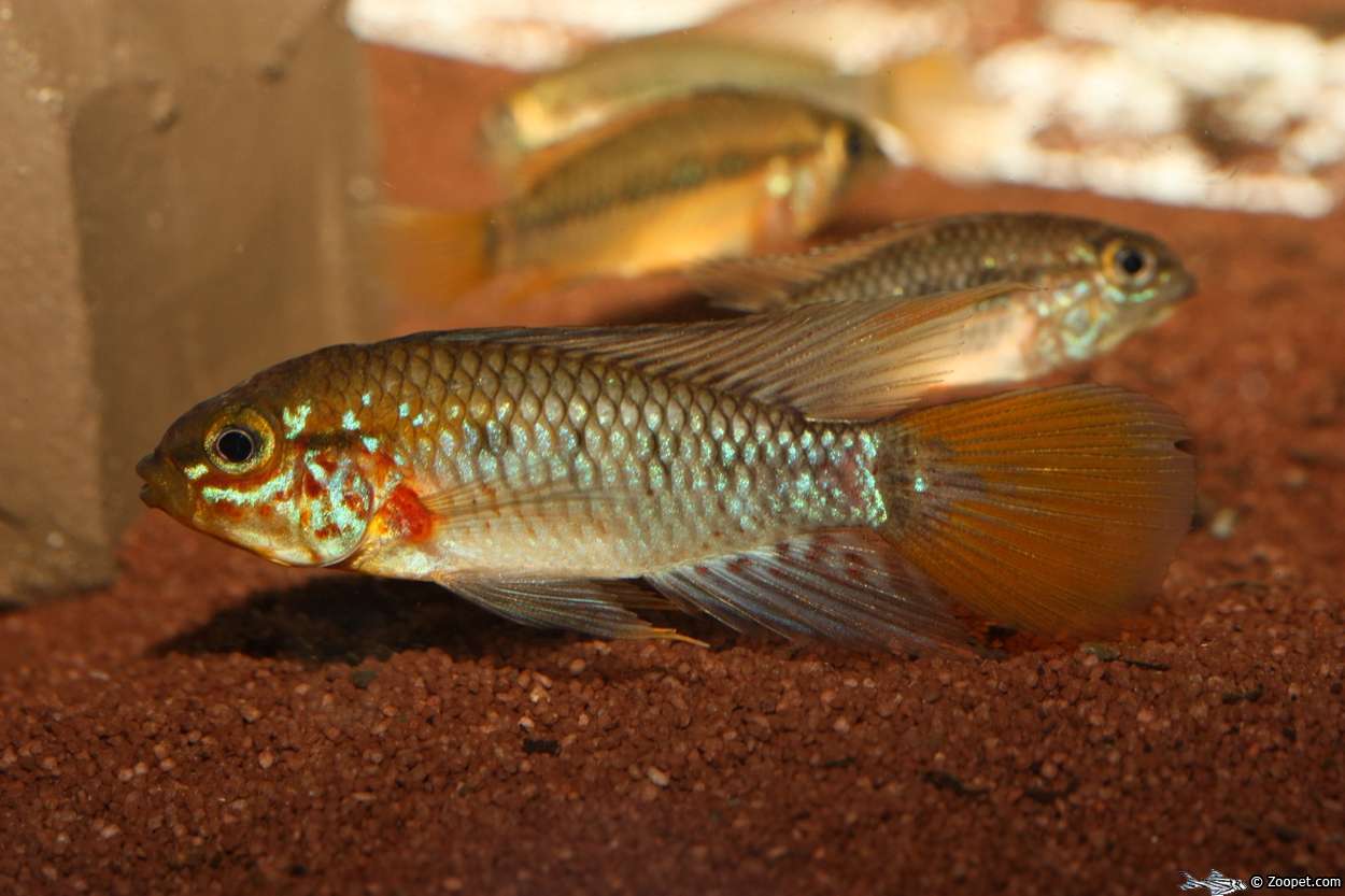 Apistogramma sp. 'Nanay'