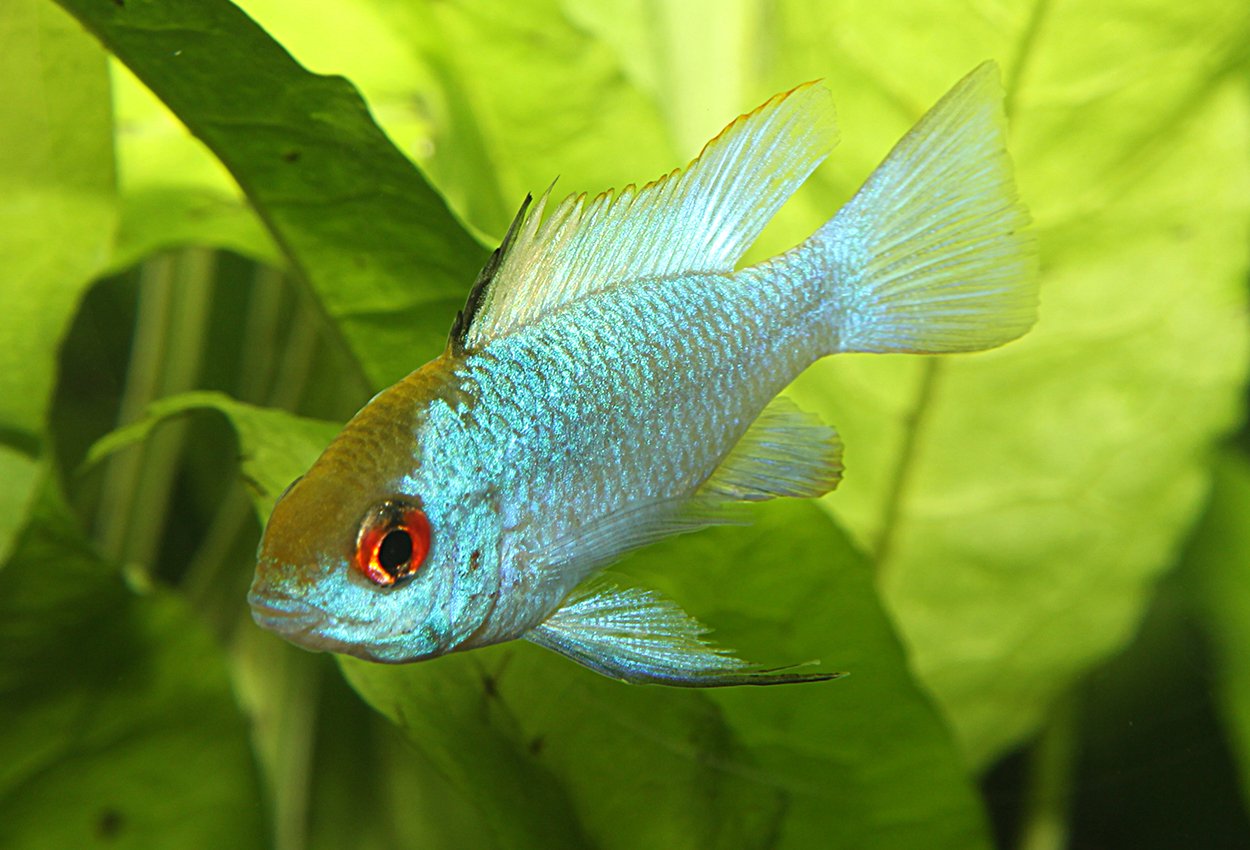 Electricblue sommerfuglciklide