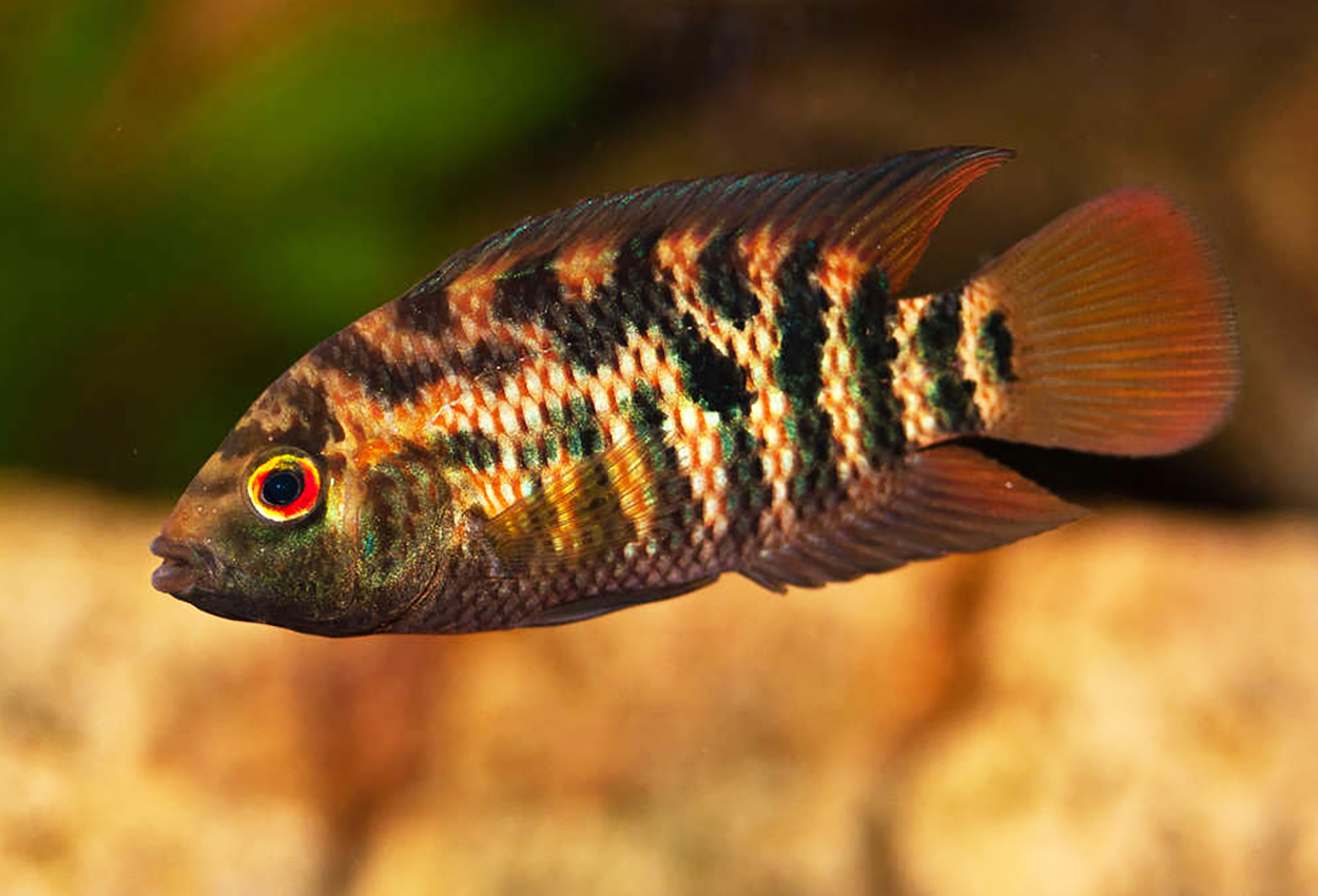 Australoheros sp. 'red ceibal'