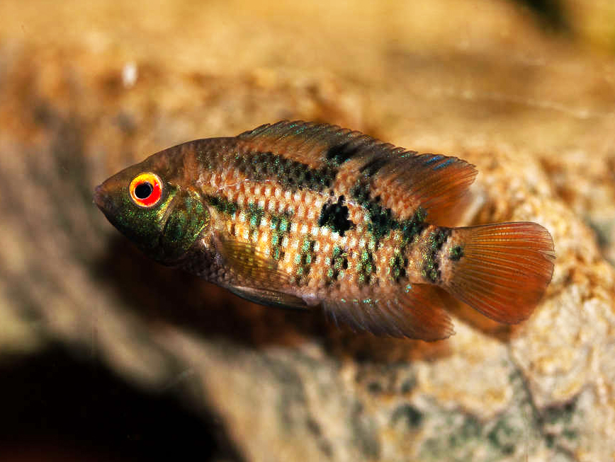 Australoheros sp. 'red ceibal'