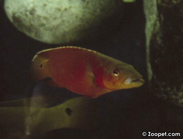 Crenicichla sp. "Xingu 1"
