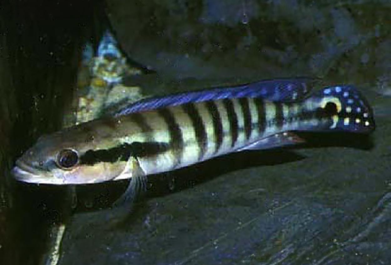 Rio Xingu gjeddeciklide