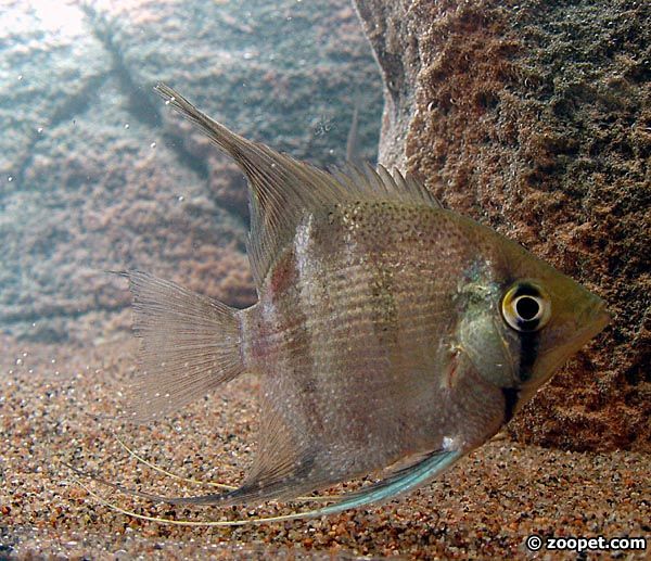 Pterophyllum scalare, (dumerilii)