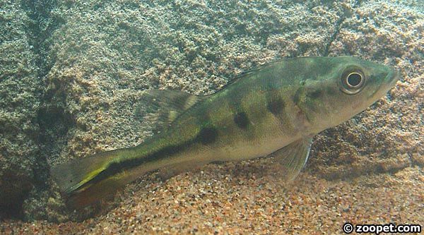 Cichla sp. 'temensis'