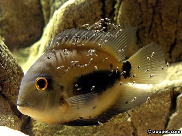 Uaru amphiacanthoides