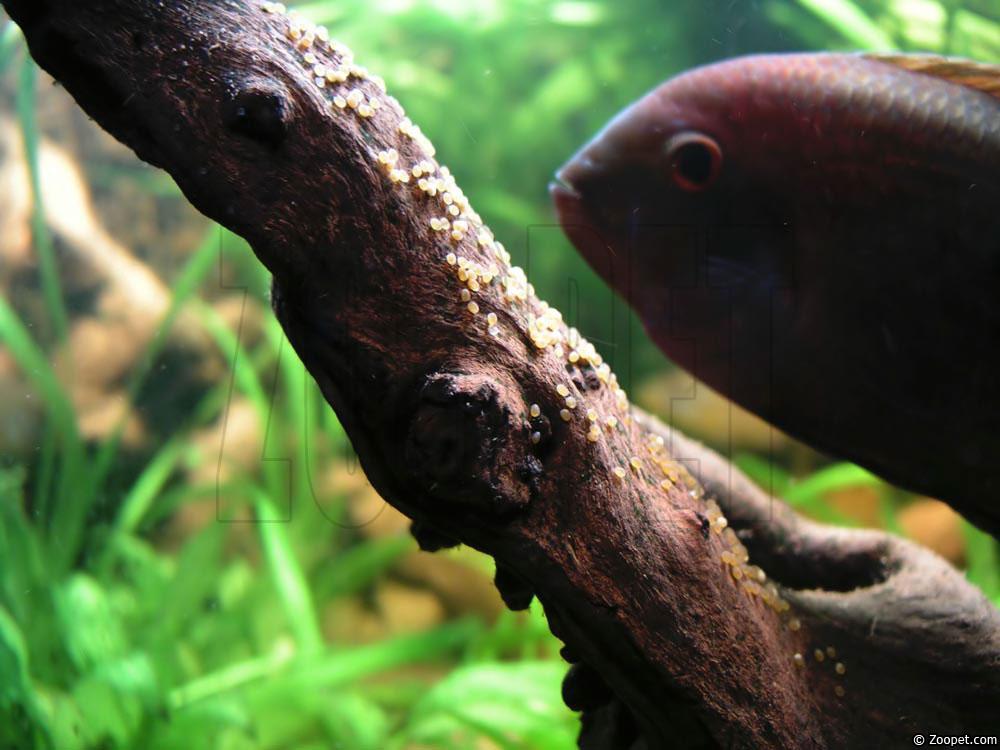 Hypselecara coryphaenoides (hona vaktar rom)