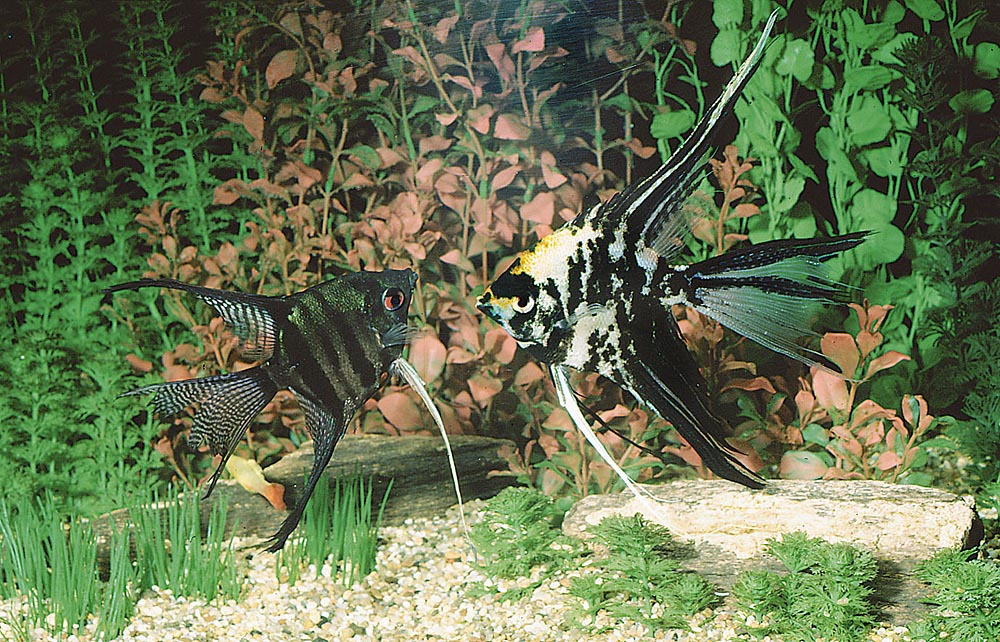Pterophyllum scalare