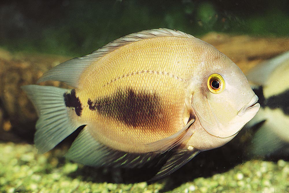 Uaru amphiacanthoides