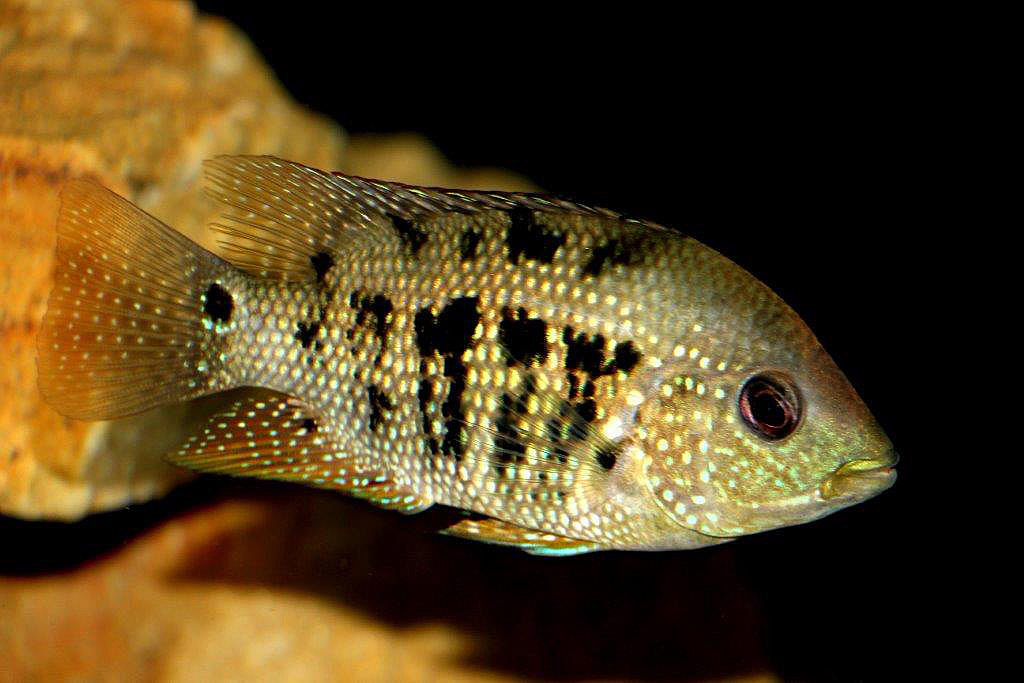 Mesoheros ornatus
