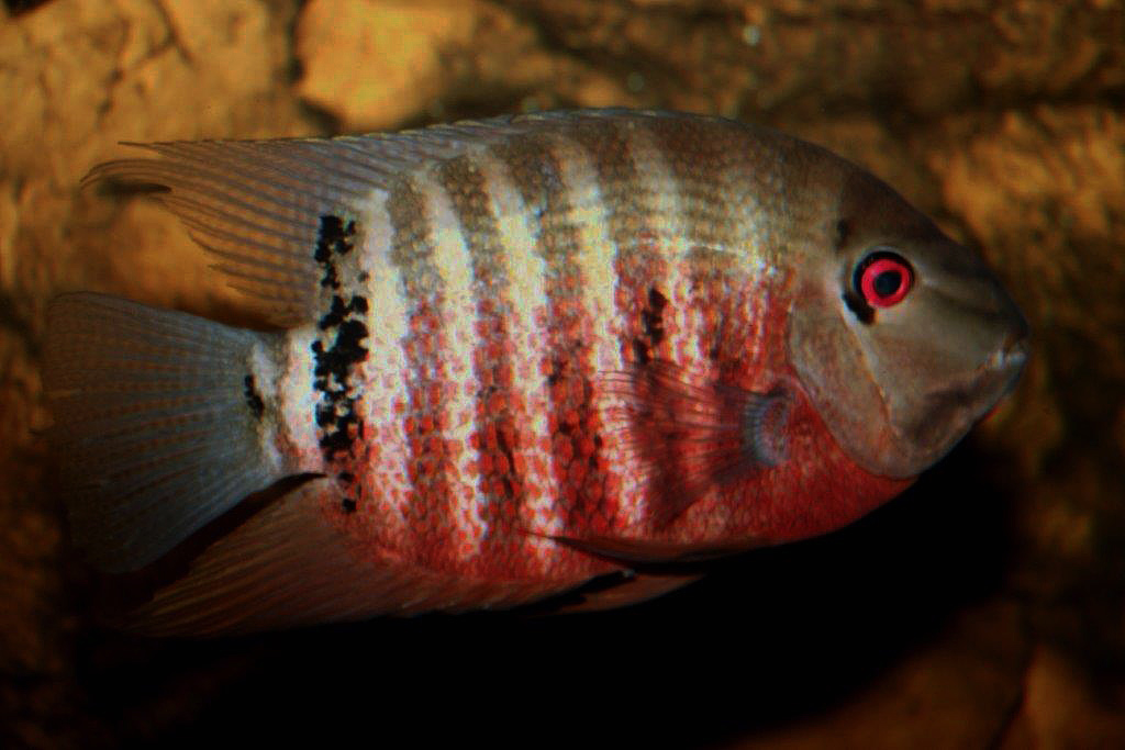 Heros cf. severus inridae