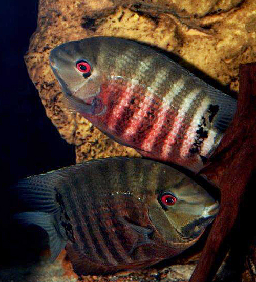 Heros cf. severus inridae