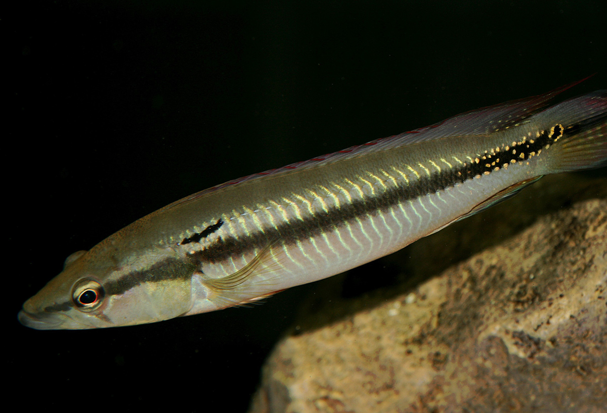 Casiquiare gjeddeciklide