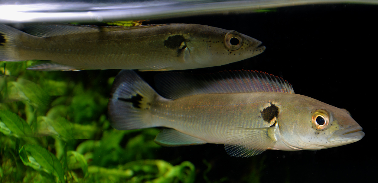 Crenicichla strigata