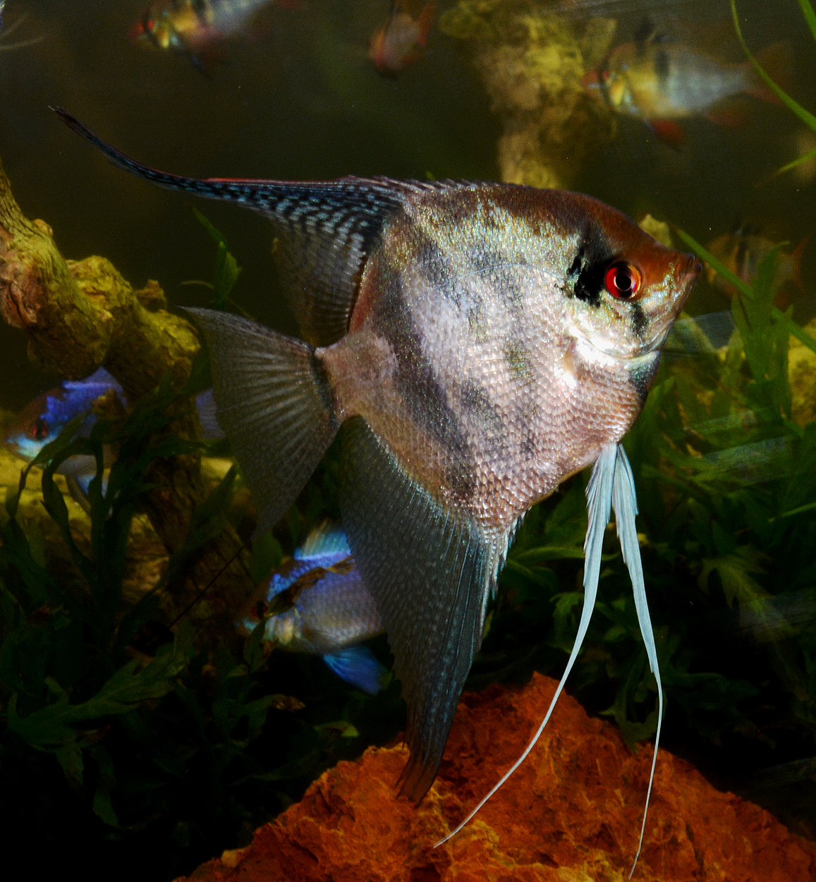Pterophyllum scalare