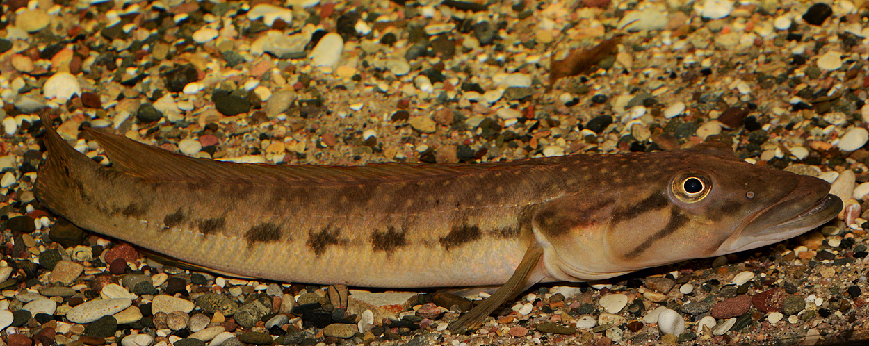 Crenicichla jegui