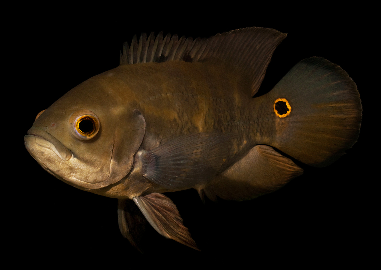 Astronotus ocellatus