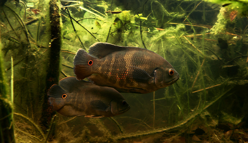 Astronotus ocellatus