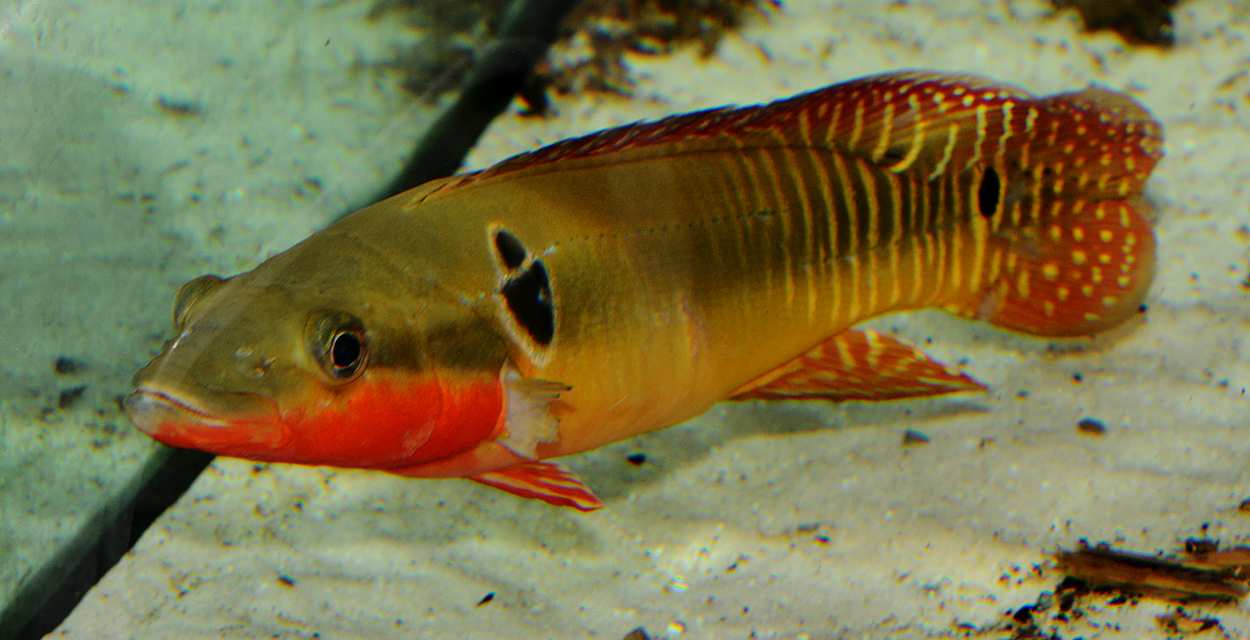 Crenicichla zebrina