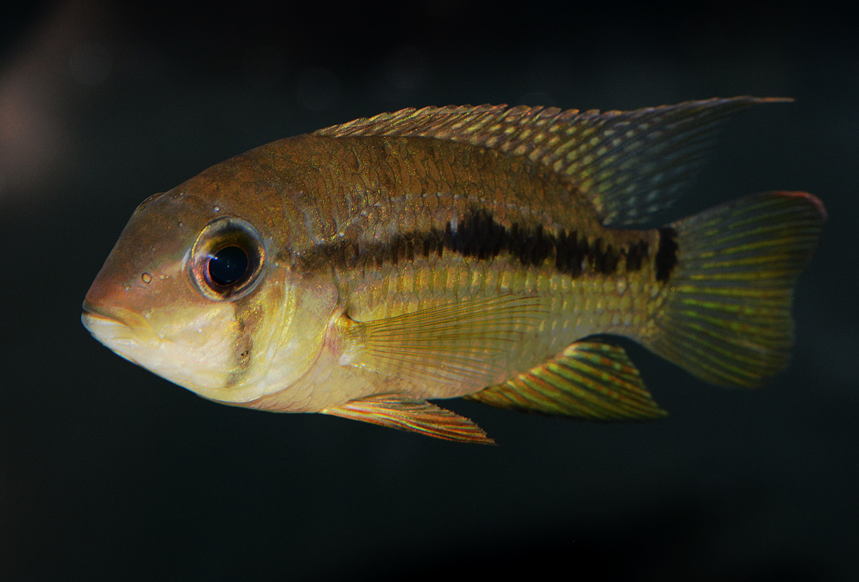 Krobia potaroensis