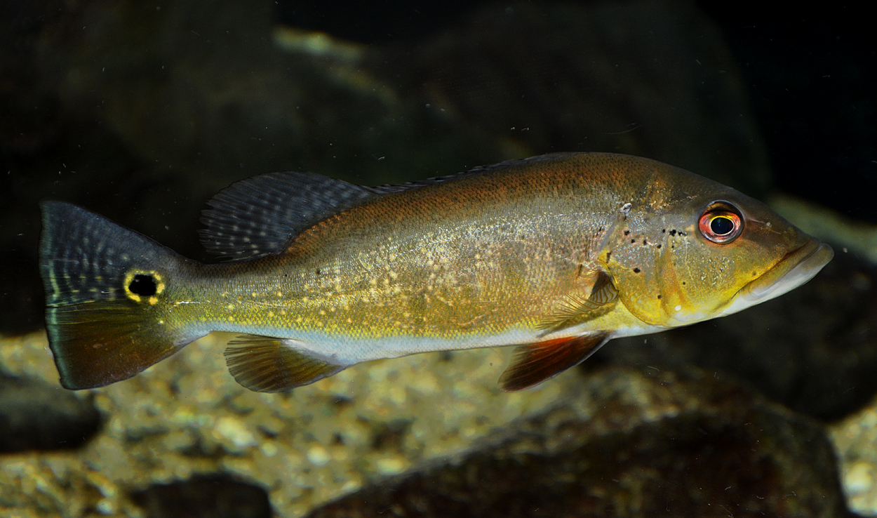 Cichla pinima