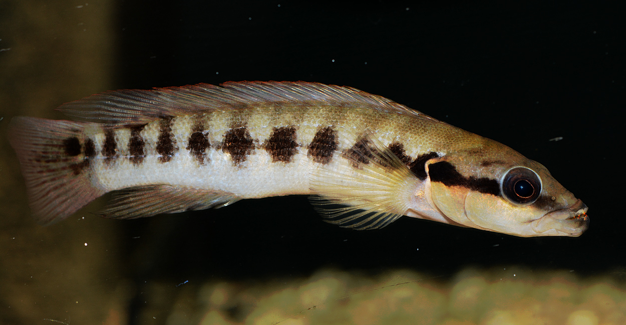 Crenicichla cyclostoma