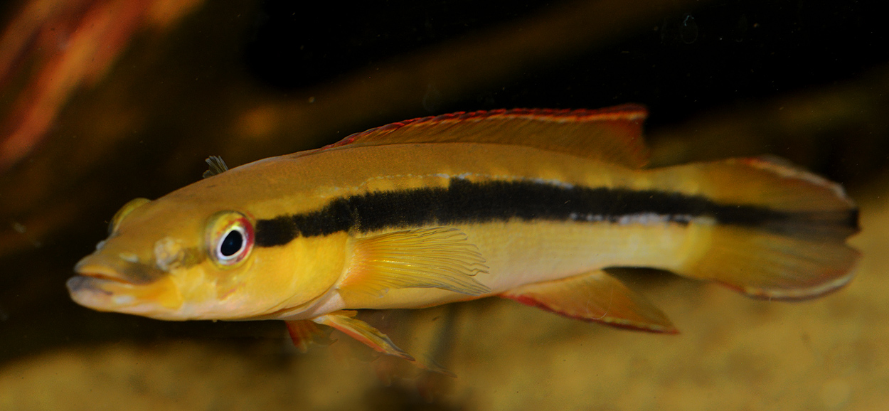 Crenicichla ternetzi