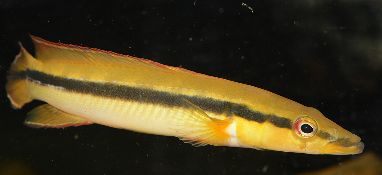 Crenicichla ternetzi