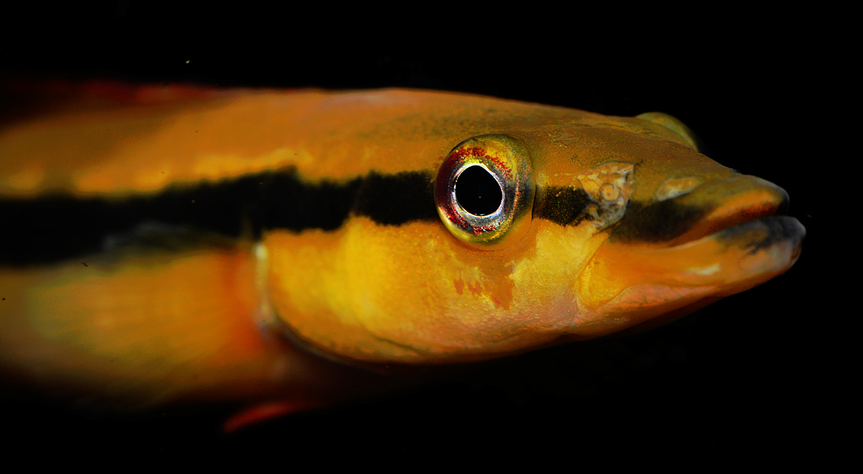 Crenicichla ternetzi